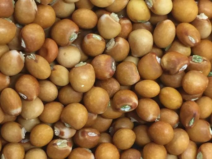 Tur market: Gajjar tur of Dharashiv along with Lal tur of Solapur are available per quintal. | Tur market: धाराशिवच्या गज्जर तुरीसह सोलापूरच्या लाल तूरीला क्विंटलमागे मिळताहेत.. Tur market: Gajjar tur of Dharashiv along with Lal tur of Solapur are available per quintal. | Tur market: धाराशिवच्या गज्जर तुरीसह सोलापूरच्या लाल तूरीला क्विंटलमागे मिळताहेत..