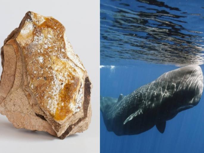 Smuggling of whale vomit worth Rs 6 crore in Ratnagiri; Both arrested | रत्नागिरीत ६ कोटी किंमत असणाऱ्या व्हेल माशाच्या उलटीची तस्करी; दोघांना अटक Smuggling of whale vomit worth Rs 6 crore in Ratnagiri; Both arrested | रत्नागिरीत ६ कोटी किंमत असणाऱ्या व्हेल माशाच्या उलटीची तस्करी; दोघांना अटक