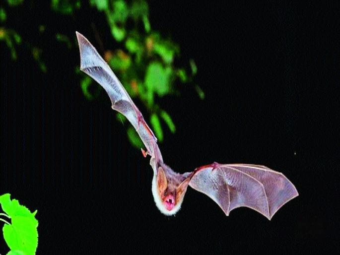 Panic over the death of 300 tigers | ३०० वटवाघळे मरण पावल्याने घबराट