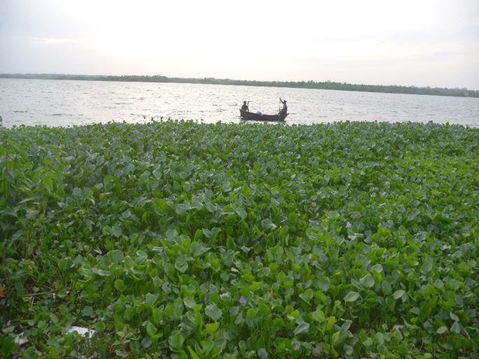 Nagpurs Ambazari lake is covered with 'water hyacinth', fear of pollution has increased | अंबाझरी तलावाला 'जलपर्णी'चा विळखा, वाढला प्रदूषणाचा धाेका Nagpurs Ambazari lake is covered with 'water hyacinth', fear of pollution has increased | अंबाझरी तलावाला 'जलपर्णी'चा विळखा, वाढला प्रदूषणाचा धाेका