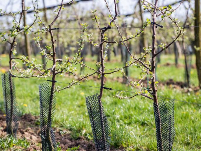 The fruit nursery received a national award! | फळ रोपवाटिकेने मिळाला राष्ट्रीय पुरस्कार!  The fruit nursery received a national award! | फळ रोपवाटिकेने मिळाला राष्ट्रीय पुरस्कार!