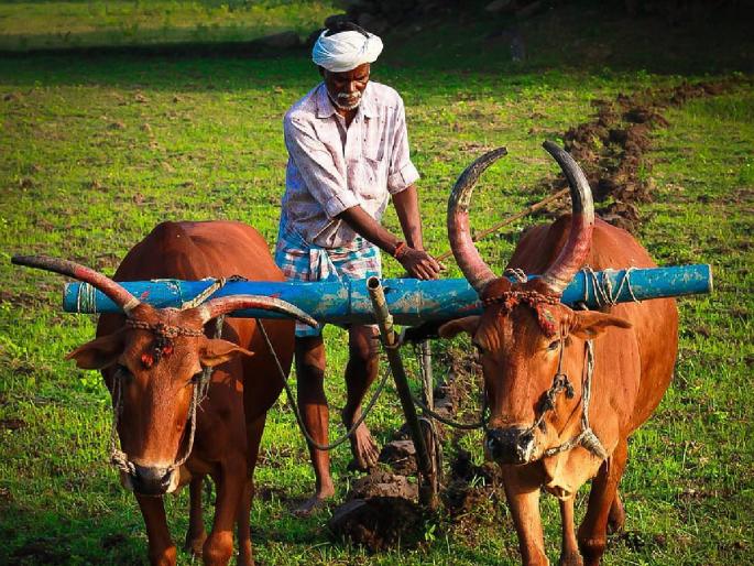 Orders to survey crops in 41 circles in Jalna | जालन्यात ४१ मंडळांमध्ये पिकांचे सर्वेक्षण करण्याचे आदेश Orders to survey crops in 41 circles in Jalna | जालन्यात ४१ मंडळांमध्ये पिकांचे सर्वेक्षण करण्याचे आदेश