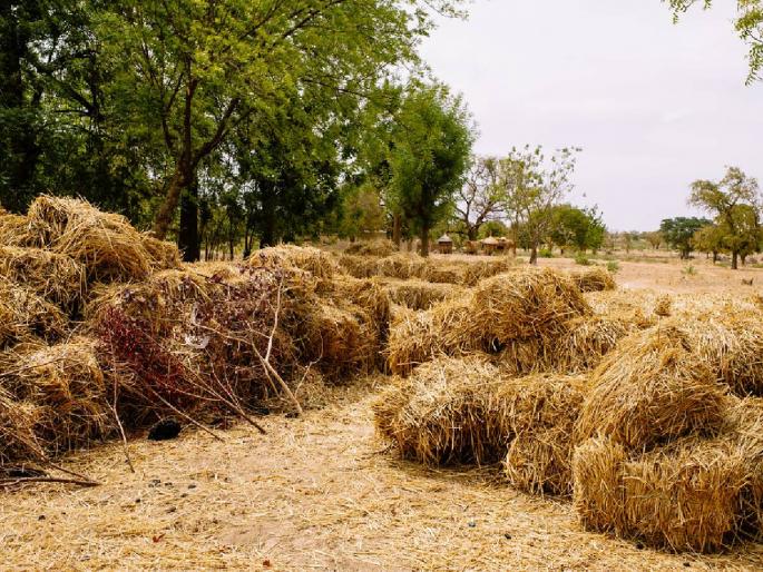 What about livestock? Water scarcity is more than fodder | पशुधनाचे काय? चाऱ्यापेक्षा पाणीटंचाईच्या झळाच अधिक What about livestock? Water scarcity is more than fodder | पशुधनाचे काय? चाऱ्यापेक्षा पाणीटंचाईच्या झळाच अधिक
