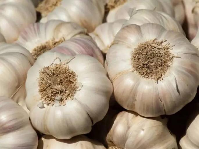 A good day for farmers' garlic, but garlic crushing became expensive for consumers | शेतकऱ्यांच्या लसणाला चांगले दिवस, ग्राहकांची 'लसणाची फोडणी' मात्र महागली A good day for farmers' garlic, but garlic crushing became expensive for consumers | शेतकऱ्यांच्या लसणाला चांगले दिवस, ग्राहकांची 'लसणाची फोडणी' मात्र महागली