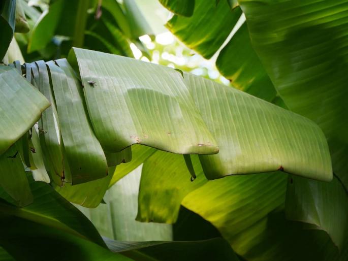 For the first time farmers will get compensation for disease on banana crop | शेतकऱ्यांना पहिल्यांदाच केळी पिकावरील सीएमव्ही रोगावर मिळणार नुकसान भरपाई For the first time farmers will get compensation for disease on banana crop | शेतकऱ्यांना पहिल्यांदाच केळी पिकावरील सीएमव्ही रोगावर मिळणार नुकसान भरपाई