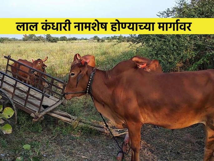 Devani, Lal Kandhari bull on verge of extinction | देवणी, लाल कंधारी, वळू नामशेष होण्याच्या मार्गावर Devani, Lal Kandhari bull on verge of extinction | देवणी, लाल कंधारी, वळू नामशेष होण्याच्या मार्गावर