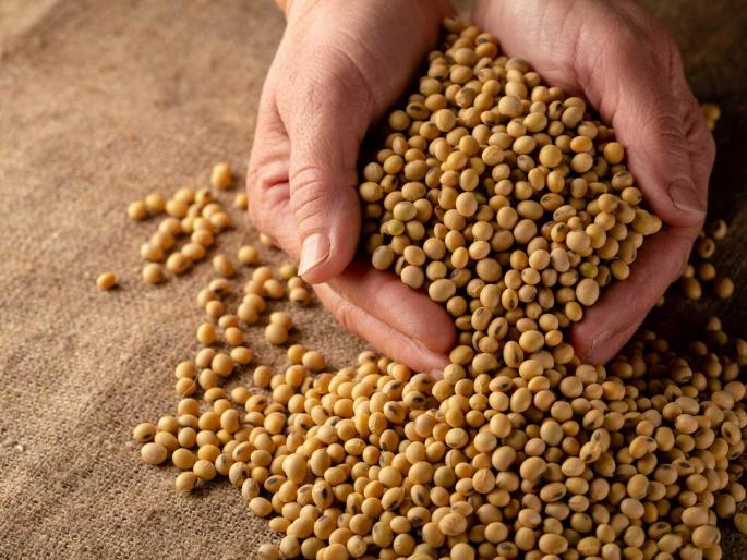 Fluctuations in the price of soybeans, cotton and gram! | सोयाबीन, कापूस आणि हरभऱ्याच्या भावात चढउतार ! Fluctuations in the price of soybeans, cotton and gram! | सोयाबीन, कापूस आणि हरभऱ्याच्या भावात चढउतार !