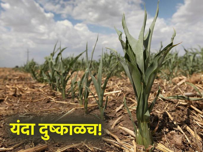 Will drought be announced? Verification of crops and moisture in 15 districts of Maharashtra | दुष्काळ जाहीर होणार का? १५ जिल्ह्यांमध्ये पिकांची व आर्द्रतेची पडताळणी सुरू Will drought be announced? Verification of crops and moisture in 15 districts of Maharashtra | दुष्काळ जाहीर होणार का? १५ जिल्ह्यांमध्ये पिकांची व आर्द्रतेची पडताळणी सुरू