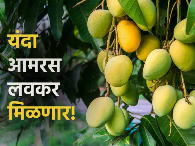 This year, for the first time in October, kesar mangoes were stamped | यंदा प्रथमच ऑक्टोबरमध्ये लागला केसर आंब्याला मोहर This year, for the first time in October, kesar mangoes were stamped | यंदा प्रथमच ऑक्टोबरमध्ये लागला केसर आंब्याला मोहर