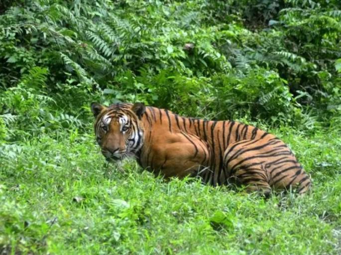 Another killed in tiger attack; The third incident of the month in Armori taluka | वाघाच्या हल्ल्यात आणखी एकाचा बळी; आरमोरी तालुक्यात महिनाभरातील तिसरी घटना Another killed in tiger attack; The third incident of the month in Armori taluka | वाघाच्या हल्ल्यात आणखी एकाचा बळी; आरमोरी तालुक्यात महिनाभरातील तिसरी घटना
