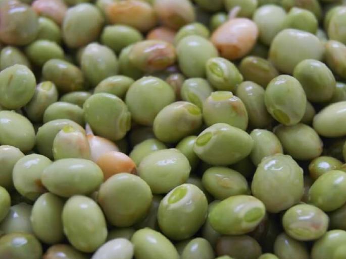 What rate did Turi get in the state today? Find out.. | राज्यात आज तुरीला काय मिळाला दर? जाणून घ्या.. What rate did Turi get in the state today? Find out.. | राज्यात आज तुरीला काय मिळाला दर? जाणून घ्या..