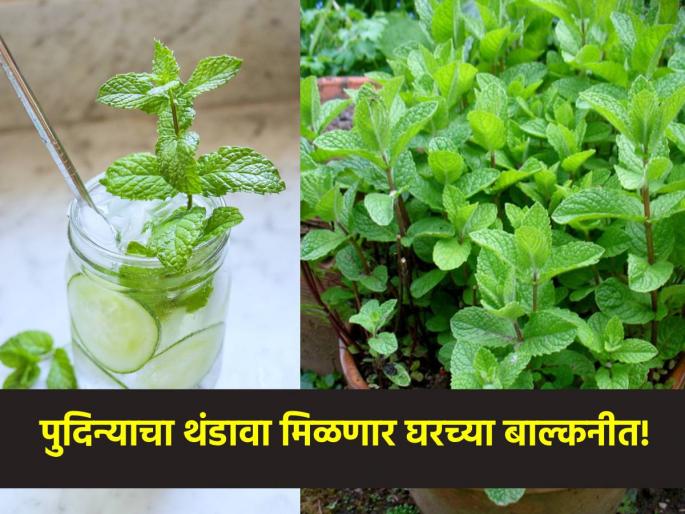 Grow house mint in summer, plenty of leaves will come within a month; Check out this easy method using.. | उन्हाळ्यात उगवा घरचा पुदिना, महिनाभरात येतील भरपूर पानं; ही सोपी पद्धत पहा वापरून.. Grow house mint in summer, plenty of leaves will come within a month; Check out this easy method using.. | उन्हाळ्यात उगवा घरचा पुदिना, महिनाभरात येतील भरपूर पानं; ही सोपी पद्धत पहा वापरून..