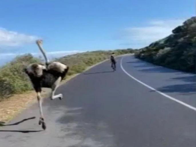 Viral video ostrich joins in with cyclists race in south africa | भारीच! शहामृगानं सायकलस्वारांनाही मागे टाकत जिंकली शर्यत; पाहा व्हायरल व्हिडीओ Viral video ostrich joins in with cyclists race in south africa | भारीच! शहामृगानं सायकलस्वारांनाही मागे टाकत जिंकली शर्यत; पाहा व्हायरल व्हिडीओ