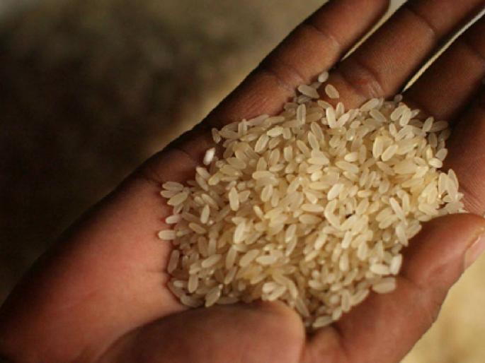 The sweetness of Kolam and Kalimuch, the taste is heavy and heavy on the pocket! What are the prices of rice? | कोलम अन् कालीमूछची गोडी, चव भारी अन् खिशालाही भारी! काय आहेत तांदळाचे भाव? The sweetness of Kolam and Kalimuch, the taste is heavy and heavy on the pocket! What are the prices of rice? | कोलम अन् कालीमूछची गोडी, चव भारी अन् खिशालाही भारी! काय आहेत तांदळाचे भाव?