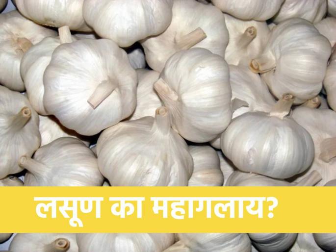 In onion crisis, garlic prices in the house of 400 | एकीकडे कांद्याचं संकट, दुसरीकडे लसणाच्या किमती ४०० च्या घरात In onion crisis, garlic prices in the house of 400 | एकीकडे कांद्याचं संकट, दुसरीकडे लसणाच्या किमती ४०० च्या घरात