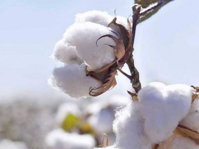 Sir, when to sell the cotton stored in the house? | साहेब घरात साठवून ठेवलेला कापूस विकायचा कधी ? Sir, when to sell the cotton stored in the house? | साहेब घरात साठवून ठेवलेला कापूस विकायचा कधी ?