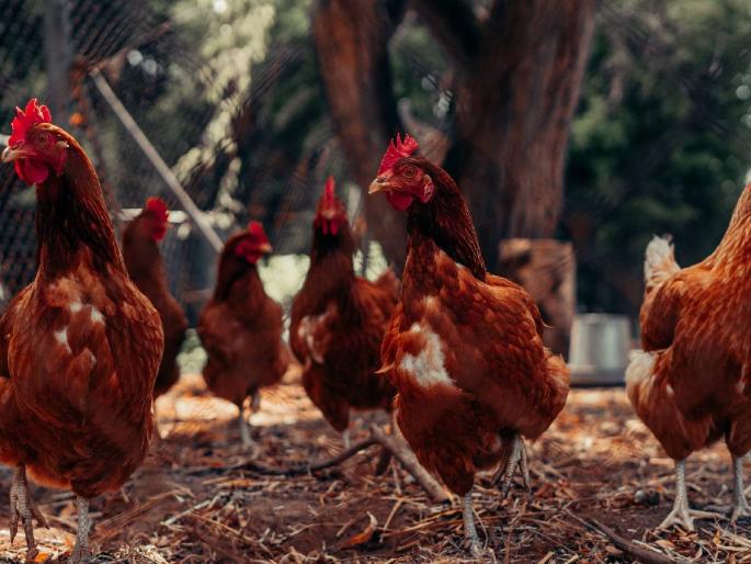 Profit of three and a half lakhs per year from Gavran Poultry Farming | गावरान कोंबडीपालनातून वर्षाला साडेतीन लाखांचा नफा, तरुणाची बेरोजगारीवर मात Profit of three and a half lakhs per year from Gavran Poultry Farming | गावरान कोंबडीपालनातून वर्षाला साडेतीन लाखांचा नफा, तरुणाची बेरोजगारीवर मात