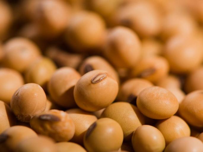 Soybean Market today: In Latur, white soybeans fetched such a market price per quintal | लातूरमध्ये पांढऱ्या सोयाबीनला मिळाला क्विंटलमागे असा बाजारभाव, उर्वरित ठिकाणी काय स्थिती? Soybean Market today: In Latur, white soybeans fetched such a market price per quintal | लातूरमध्ये पांढऱ्या सोयाबीनला मिळाला क्विंटलमागे असा बाजारभाव, उर्वरित ठिकाणी काय स्थिती?