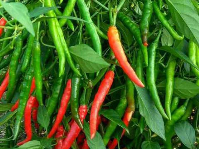 Compared to last year, double cultivation this year, cultivation of chillies on six thousand hectares? | गेल्या वर्षीच्या तुलनेत यंदा दुप्पट लागवड, सहा हजार हेक्टरवर मिरचीची लागवड ?