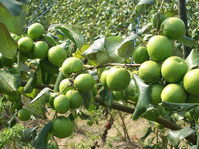 Orchards, vegetables affected by temperature | तापमानामुळे फळबाग, भाजीपाल्यास फटका, कसे वाचवाल फळबागांना? Orchards, vegetables affected by temperature | तापमानामुळे फळबाग, भाजीपाल्यास फटका, कसे वाचवाल फळबागांना?
