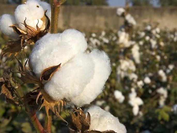 Cotton market | कापूस मार्केटवर टेक्स्टाइल लॉबीचा दबाव Cotton market | कापूस मार्केटवर टेक्स्टाइल लॉबीचा दबाव