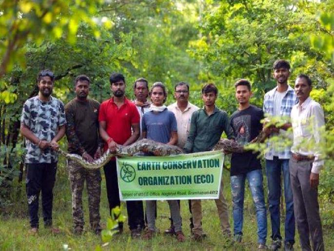 The python that had been killing nine goats in a year was finally caught | वर्षभरात नऊ शेळ्या फस्त करणारा अजगर पकडला; गावकऱ्यांनी केला जल्लोष