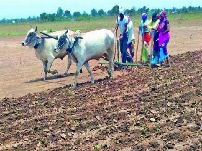 15 Bharari squads to prevent cheating of farmers | शेतकऱ्यांची फसवणूक टाळण्यासाठी १५ भरारी पथके, बोगस बियाणे विकल्यास होईल कारवाई 15 Bharari squads to prevent cheating of farmers | शेतकऱ्यांची फसवणूक टाळण्यासाठी १५ भरारी पथके, बोगस बियाणे विकल्यास होईल कारवाई