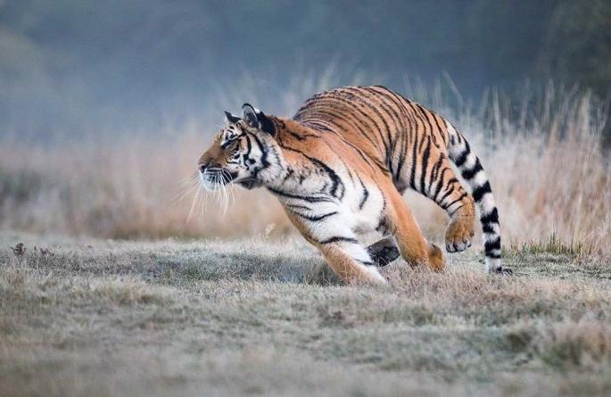 unnatural deaths of tigers increased in vidarbha | विदर्भात वाघांचे मृत्यू वाढले; व्याघ्र तस्करीच्या बहेलिया, बावरीया टोळीवर करडी नजर