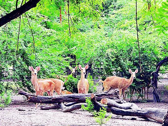 Manipur Sangai deer and Bengal's wolves, foxes will be seen in gorewada zoo | गोरेवाडा प्राणी उद्यानात येणार मणिपूरचे संगाई हरीण अन् बंगालचे लांडगे, कोल्हे Manipur Sangai deer and Bengal's wolves, foxes will be seen in gorewada zoo | गोरेवाडा प्राणी उद्यानात येणार मणिपूरचे संगाई हरीण अन् बंगालचे लांडगे, कोल्हे