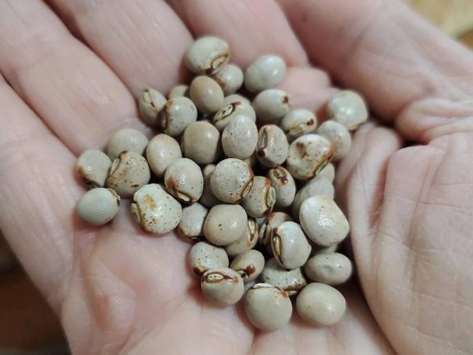Tur market Maharashtra: What is the price of red tur in Vidarbha today, Marathwada, Madhya Maharashtra? | Tur market Maharashtra: विदर्भात लाल तूरीला आज सर्वाधिक, मराठवाडा, मध्य महाराष्ट्रात काय भाव? Tur market Maharashtra: What is the price of red tur in Vidarbha today, Marathwada, Madhya Maharashtra? | Tur market Maharashtra: विदर्भात लाल तूरीला आज सर्वाधिक, मराठवाडा, मध्य महाराष्ट्रात काय भाव?