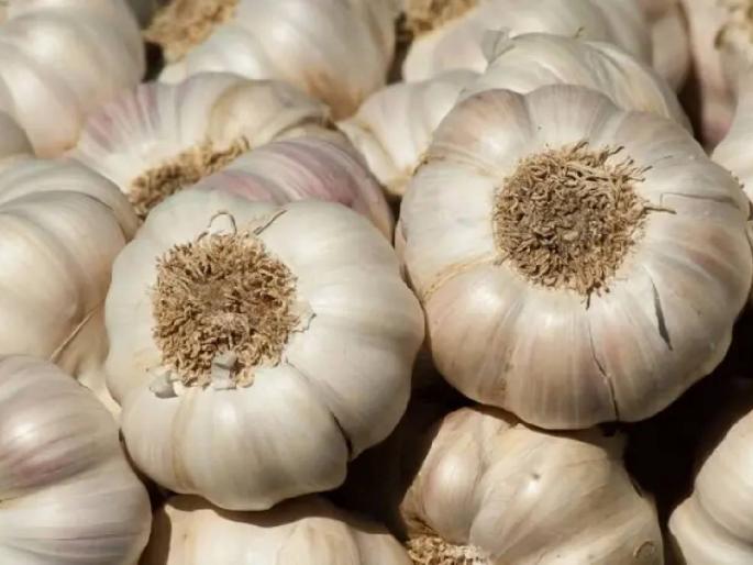 Garlic is getting a record price! The price of ginger is skyrocketing, what is the price? | लसणाला मिळतोय विक्रमी भाव! अद्रकाचा भावही गगनाला, काय मिळतोय दर?