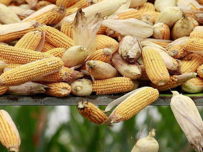 As there are no grains for the maize corn, the expenditure incurred is not even spent, the concern of the Rabbi's sowing | मक्याच्या कणसाला दाणे नसल्याने केलेला खर्चही निघेना, रब्बीच्या पेरणीची चिंता