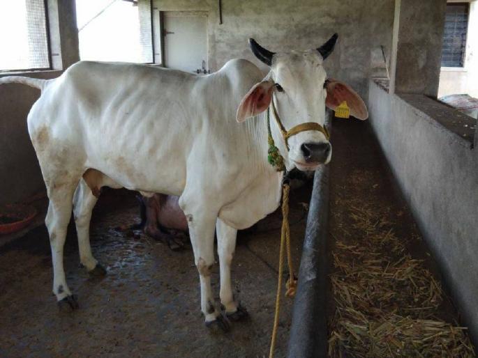 Under this scheme, eligible Goshalas in each taluka will get 60 percent of the subsidy, know more | या योजनेअंतर्गत प्रत्येक तालुक्यातील पात्र गोशाळेस मिळणार अनुदानाचे ६० टक्के, जाणून घ्या सविस्तर Under this scheme, eligible Goshalas in each taluka will get 60 percent of the subsidy, know more | या योजनेअंतर्गत प्रत्येक तालुक्यातील पात्र गोशाळेस मिळणार अनुदानाचे ६० टक्के, जाणून घ्या सविस्तर