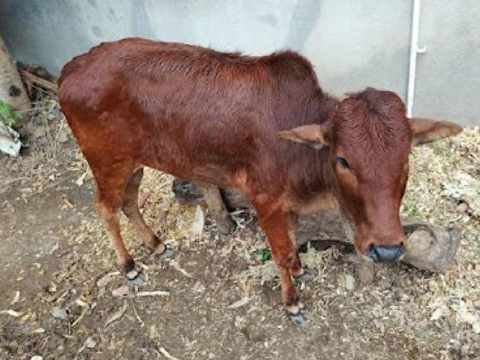 Vaccination for salivary gland disease started, how to identify the disease? | लाळ खुरकत रोगासाठी लसीकरण सुरू, कसा ओळखावा आजार? Vaccination for salivary gland disease started, how to identify the disease? | लाळ खुरकत रोगासाठी लसीकरण सुरू, कसा ओळखावा आजार?