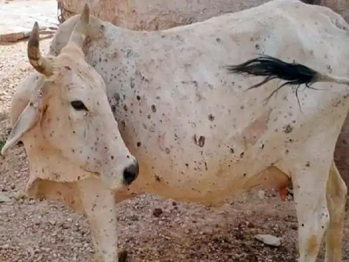 'Lumpy' becomes 'fatal'; 22 animals died in five months | 'लम्पी' ठरतोय 'प्राणघातक'; पाच महिन्यांत २२ जनावरांचा मृत्यू 'Lumpy' becomes 'fatal'; 22 animals died in five months | 'लम्पी' ठरतोय 'प्राणघातक'; पाच महिन्यांत २२ जनावरांचा मृत्यू