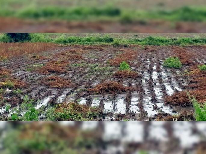 Damage due to heavy rain in 42 circles, 12 thousand 'intimation' to the insurance company | ४२ मंडळात अतिवृष्टीने नुकसान, विमा कंपनीला १२ हजार ‘इंटिमेशन’ Damage due to heavy rain in 42 circles, 12 thousand 'intimation' to the insurance company | ४२ मंडळात अतिवृष्टीने नुकसान, विमा कंपनीला १२ हजार ‘इंटिमेशन’