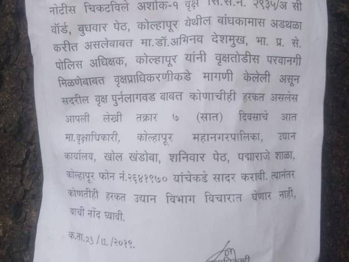 Movement to re-plant the tree at Peth on Wednesday | जुना बुधवार पेठ येथील वृक्षाचे पुनर्लागवड करण्याच्या हालचाली Movement to re-plant the tree at Peth on Wednesday | जुना बुधवार पेठ येथील वृक्षाचे पुनर्लागवड करण्याच्या हालचाली