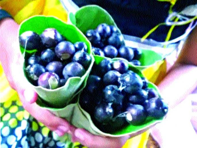 Mountain Black Manna rarely | डोंगराची काळी मैना दुर्मीळ Mountain Black Manna rarely | डोंगराची काळी मैना दुर्मीळ