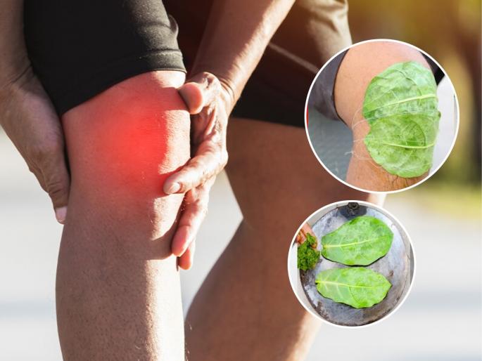 Ayurvedic remedy for knee pain Home remedy for knee swelling Banyan leaves for knee pain Banyan leaves for joint swelling Knee Pain Problem | गुडघेदुखीवर असरदार वडाच्या पानांचा आयुर्वेदिक उपाय! वेदना आणि सूज होते कमी-पाहा करायचे काय...