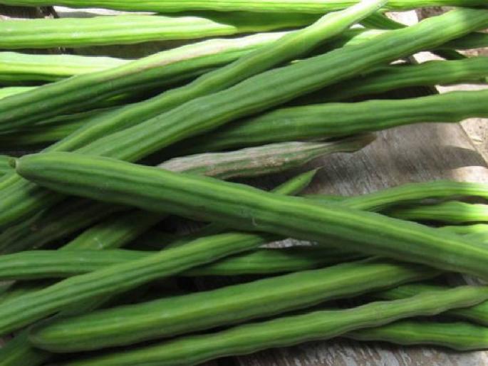 In Pune today, 298 quintals of sevgay are being received | पुण्यात आज २९८ क्विंटल शेवग्याची आवक, मिळतोय असा भाव In Pune today, 298 quintals of sevgay are being received | पुण्यात आज २९८ क्विंटल शेवग्याची आवक, मिळतोय असा भाव