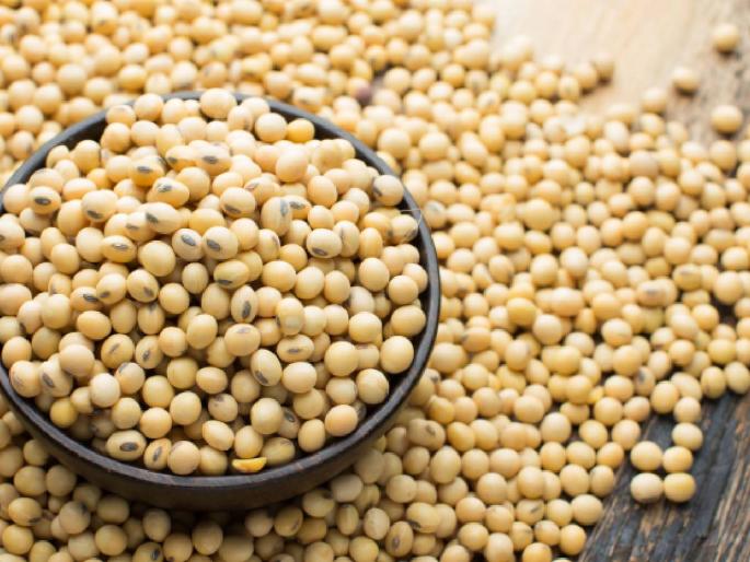 Soybean Market today: 1025 quintals of soybeans received in the morning session in the state, the price is getting.. | soybean Market today:राज्यात सकाळच्या सत्रात १०२५ क्विंटल सोयाबिनची आवक, मिळतोय एवढा भाव.. Soybean Market today: 1025 quintals of soybeans received in the morning session in the state, the price is getting.. | soybean Market today:राज्यात सकाळच्या सत्रात १०२५ क्विंटल सोयाबिनची आवक, मिळतोय एवढा भाव..
