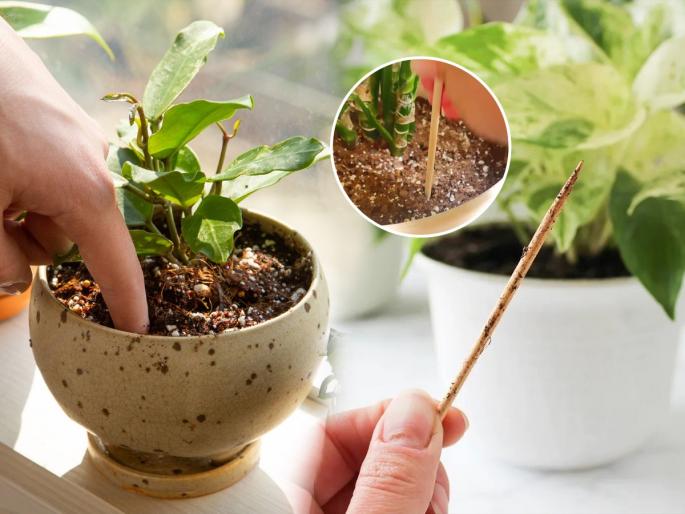 know when to water your plants like a pro - follow steps Gardening Tips Checking Soil Moisture Depth Without Touching plant watering tips when to water plants | रोपाला पाणी कधी घालावं, ओळखण्याची भन्नाट ट्रिक! योग्य प्रमाणात पाणी मिळून रोपाला येईल हिरवागार बहर...