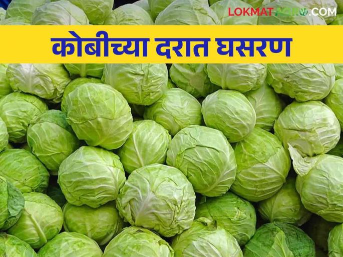Cabbage Market: How much was the market of cabbage? Read in detail | Cabbage Market : कोबीची बाजार किती झाली आवक? वाचा सविस्तर Cabbage Market: How much was the market of cabbage? Read in detail | Cabbage Market : कोबीची बाजार किती झाली आवक? वाचा सविस्तर