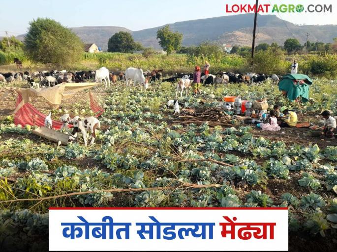 Time for farmers in Ambegaon taluka to let goats and sheep go in cabbage crop for fodder | आंबेगाव तालुक्यातील शेतकऱ्यांना कोबी पिकात शेळ्या, मेंढ्या सोडण्याची वेळ Time for farmers in Ambegaon taluka to let goats and sheep go in cabbage crop for fodder | आंबेगाव तालुक्यातील शेतकऱ्यांना कोबी पिकात शेळ्या, मेंढ्या सोडण्याची वेळ