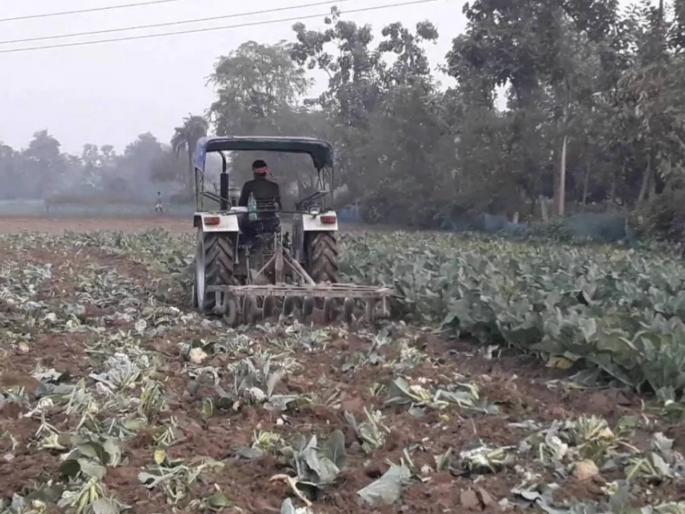 farmer runs tractor over cauliflowers crops bihar samastipur | कोबीला केवळ १ रु. किलोचा भाव; शेतकऱ्यानं उभ्या पिकावर चालवला ट्रॅक्टर! farmer runs tractor over cauliflowers crops bihar samastipur | कोबीला केवळ १ रु. किलोचा भाव; शेतकऱ्यानं उभ्या पिकावर चालवला ट्रॅक्टर!