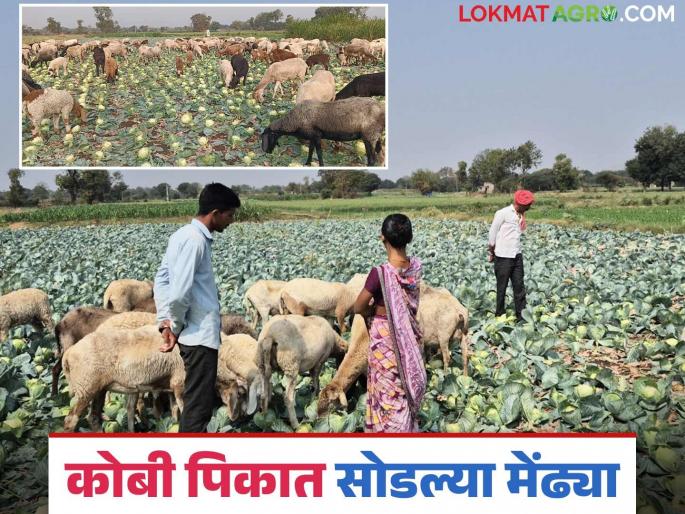 Latest News Cabbage price is 50 paise, farmer leaves sheep in kobi crop, read in detail | Agriculture News : कोबीला 50 पैशांचा दर, शेतकऱ्याने उभ्या पिकात मेंढ्या सोडल्या, वाचा सविस्तर  Latest News Cabbage price is 50 paise, farmer leaves sheep in kobi crop, read in detail | Agriculture News : कोबीला 50 पैशांचा दर, शेतकऱ्याने उभ्या पिकात मेंढ्या सोडल्या, वाचा सविस्तर
