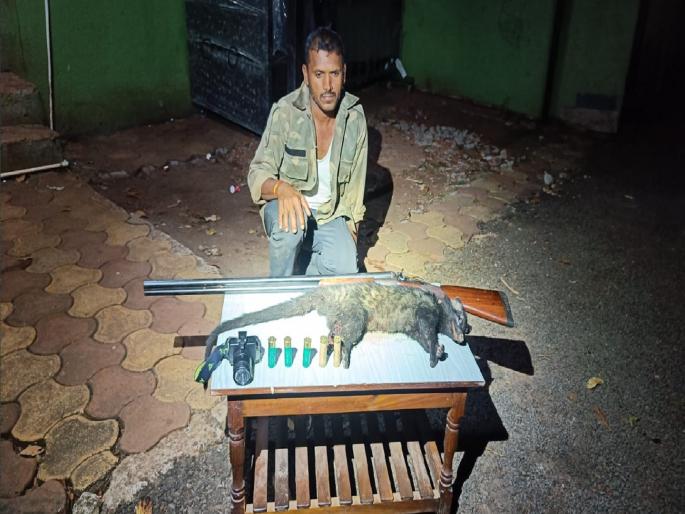 Forest Department arrests poacher in Kode forest in Kolhapur Gun, cartridges, dead wild cat seized | Kolhapur: कोदे जंगलात शिकार करणाऱ्यास वनविभागाने केली अटक; बंदूक, काडतुसासह मृत रानमांजर जप्त Forest Department arrests poacher in Kode forest in Kolhapur Gun, cartridges, dead wild cat seized | Kolhapur: कोदे जंगलात शिकार करणाऱ्यास वनविभागाने केली अटक; बंदूक, काडतुसासह मृत रानमांजर जप्त