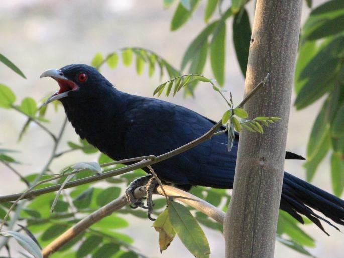 Cuckoo is a rain 'biotronics sensor' revels prof kirankumar johare in kikulogy | पावसाचा 'बायोट्रॉनिक्स सेन्सर' असतो बागेतला कोकिळ, जाणून घ्या कसा? Cuckoo is a rain 'biotronics sensor' revels prof kirankumar johare in kikulogy | पावसाचा 'बायोट्रॉनिक्स सेन्सर' असतो बागेतला कोकिळ, जाणून घ्या कसा?