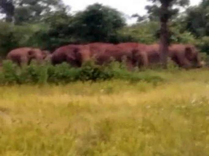 Re-entry of elephant herd in Gondia district | सावधान..! गोंदिया जिल्ह्यात हत्तीच्या कळपाची पुन्हा एन्ट्री, वनविभागाने दिला अलर्ट Re-entry of elephant herd in Gondia district | सावधान..! गोंदिया जिल्ह्यात हत्तीच्या कळपाची पुन्हा एन्ट्री, वनविभागाने दिला अलर्ट