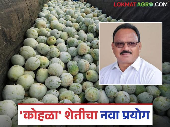 Side to Sugarcane Crop and cultivation of ash gourd; Sunil is doing agriculture and earning in lakhs | ऊस शेतीला फाटा देत लावला कोहळा; कृषिभूषण सुनील करता आहेत लाखात कमाई Side to Sugarcane Crop and cultivation of ash gourd; Sunil is doing agriculture and earning in lakhs | ऊस शेतीला फाटा देत लावला कोहळा; कृषिभूषण सुनील करता आहेत लाखात कमाई